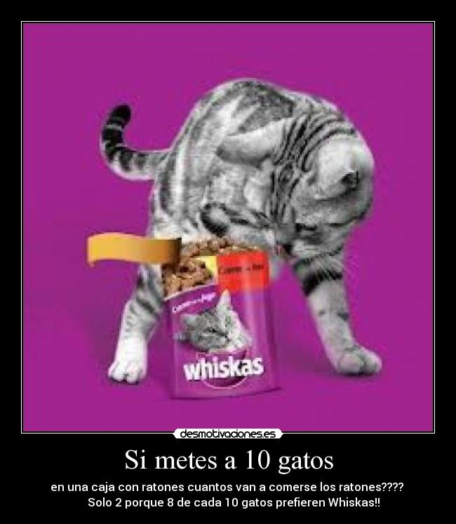 Si metes a 10 gatos -