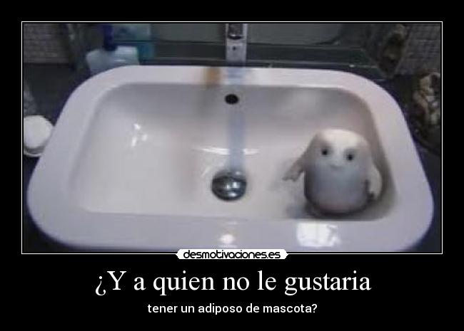 ¿Y a quien no le gustaria - tener un adiposo de mascota?