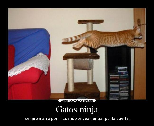 carteles gatos gatos ninja desmotivaciones