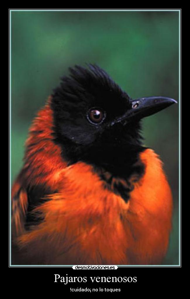 carteles llama pituhoti desmotivaciones