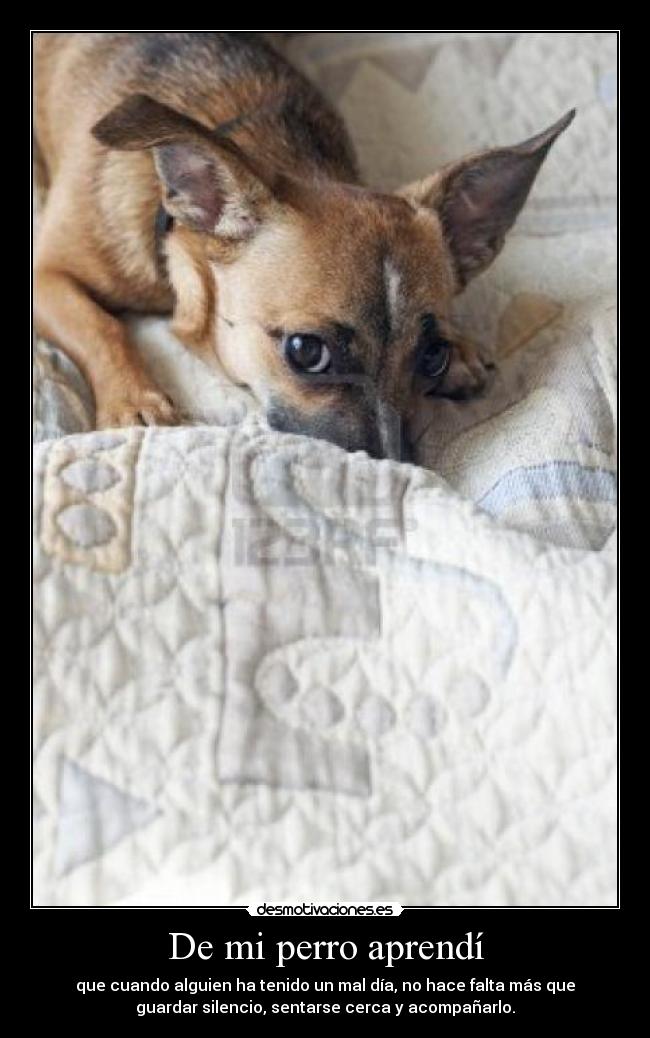 De mi perro aprendí - que cuando alguien ha tenido un mal día, no hace falta más que
guardar silencio, sentarse cerca y acompañarlo.