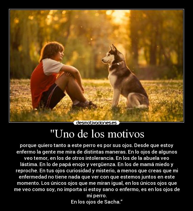 Uno de los motivos - porque quiero tanto a este perro es por sus ojos. Desde que estoy
enfermo la gente me mira de distintas maneras. En lo ojos de algunos
veo temor, en los de otros intolerancia. En los de la abuela veo
lástima. En lo de papá enojo y vergüenza. En los de mamá miedo y
reproche. En tus ojos curiosidad y misterio, a menos que creas que mi
enfermedad no tiene nada que ver con que estemos juntos en este
momento. Los únicos ojos que me miran igual, en los únicos ojos que
me veo como soy, no importa si estoy sano o enfermo, es en los ojos de
mi perro.
En los ojos de Sacha.”
