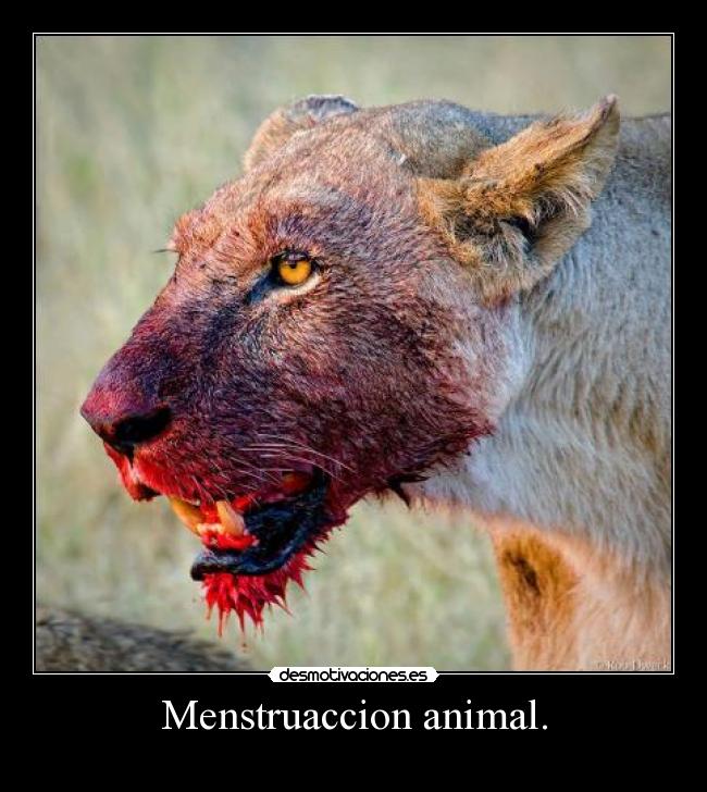 Menstruaccion animal. -