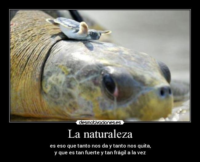 La naturaleza - es eso que tanto nos da y tanto nos quita,
y que es tan fuerte y tan frágil a la vez