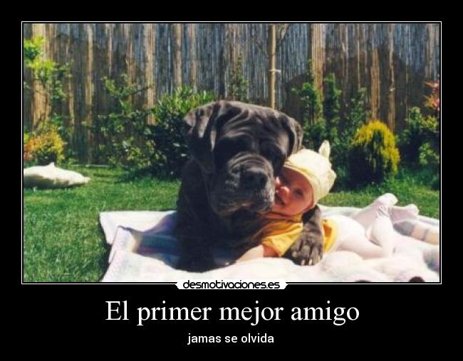 carteles noah amo perrita hermosa desmotivaciones