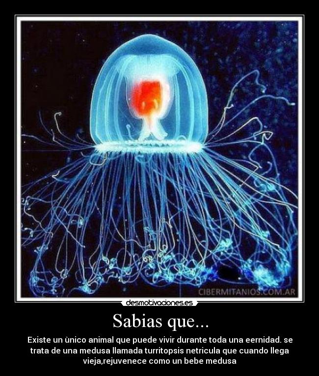 Sabias que... - Existe un ùnico animal que puede vivir durante toda una eernidad. se
trata de una medusa llamada turritopsis netricula que cuando llega
vieja,rejuvenece como un bebe medusa