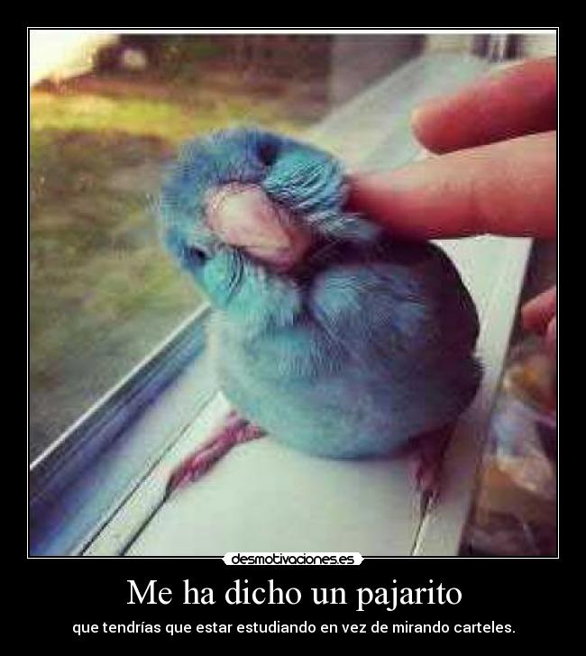 Me ha dicho un pajarito - que tendrías que estar estudiando en vez de mirando carteles.