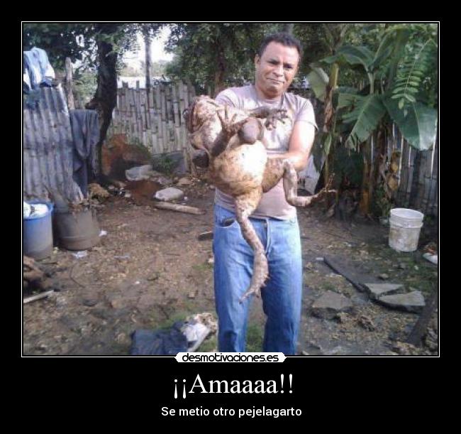 ¡¡Amaaaa!! - Se metio otro pejelagarto