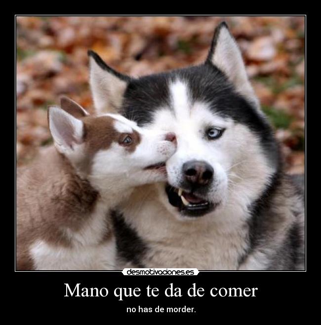 Mano que te da de comer - no has de morder.