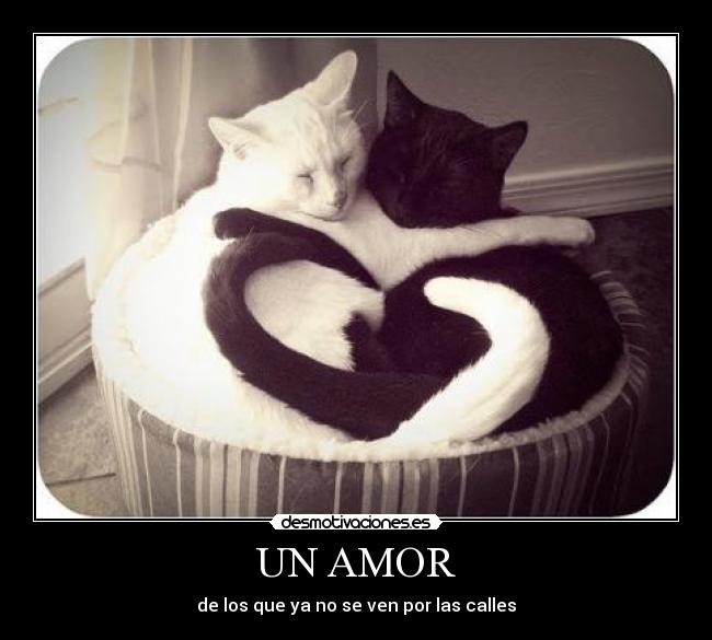 carteles amor desmotivaciones