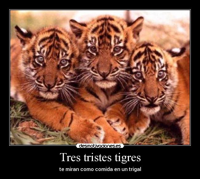 carteles tres tristes tigres miran como comida trigal desmotivaciones