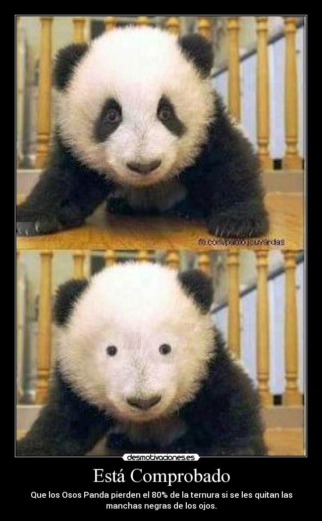Está Comprobado - Que los Osos Panda pierden el 80% de la ternura si se les quitan las
manchas negras de los ojos.