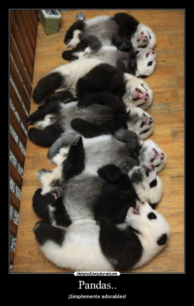 carteles pandas desmotivaciones