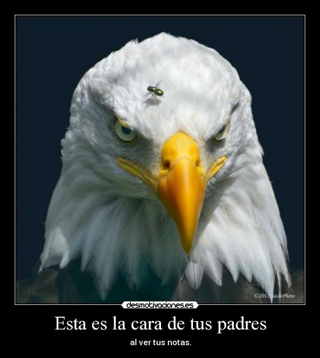 Esta es la cara de tus padres - al ver tus notas.