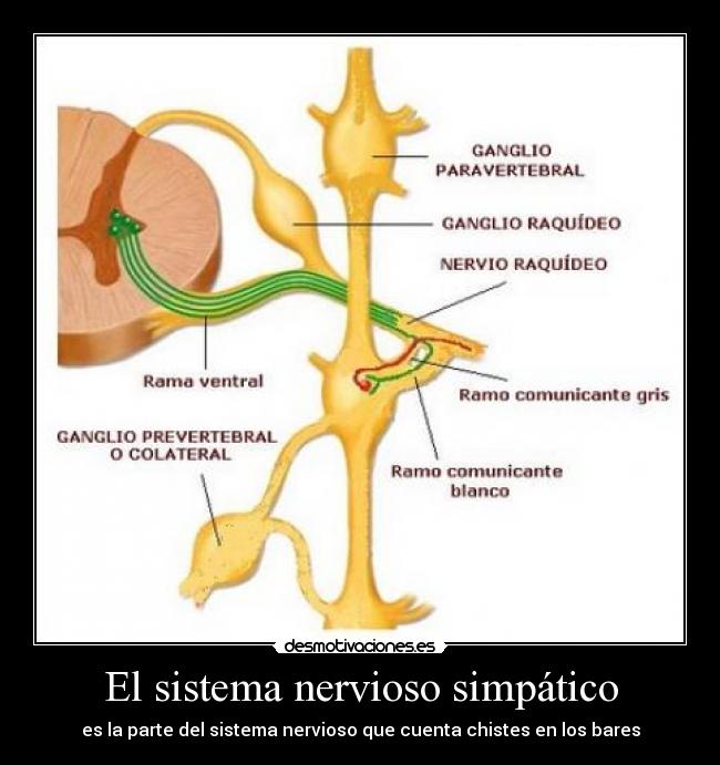 El sistema nervioso simpático - es la parte del sistema nervioso que cuenta chistes en los bares