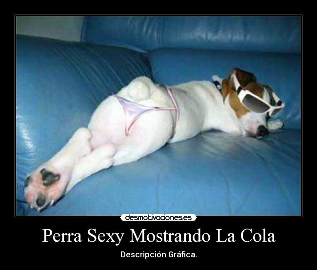 carteles perra mostrando atributos desmotivaciones