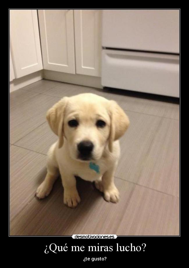 ¿Qué me miras lucho? - ¿te gusto?