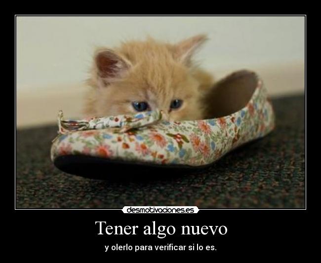 carteles gatosygatosymasgatos thegirltwinkle dosguiond yohuelolascosasnuevas desmotivaciones