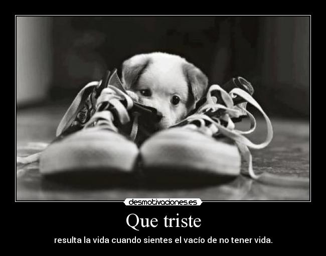 carteles tristeza zapatos perro desmotivaciones
