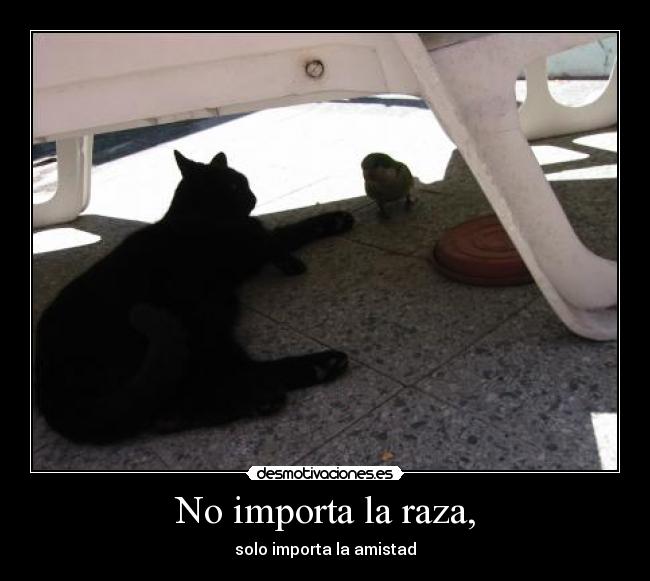 No importa la raza, -