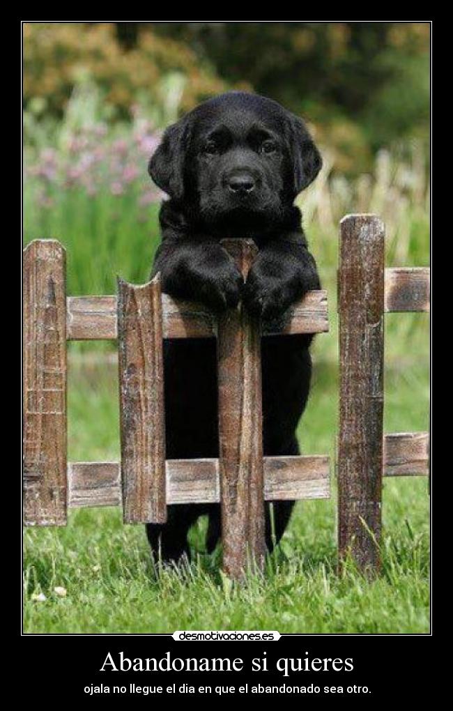 Abandoname si quieres -