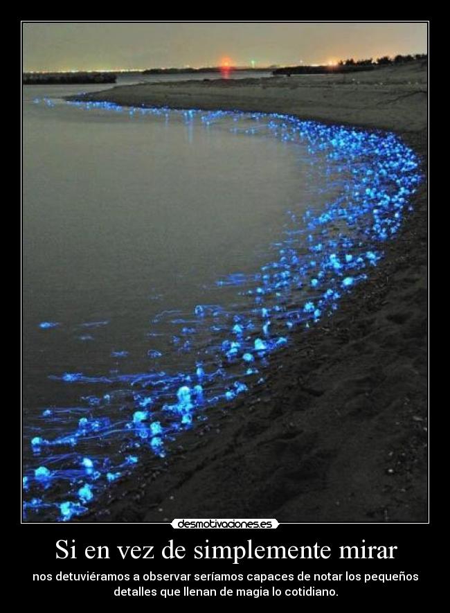 Si en vez de simplemente mirar - nos detuviéramos a observar seríamos capaces de notar los pequeños
detalles que llenan de magia lo cotidiano.