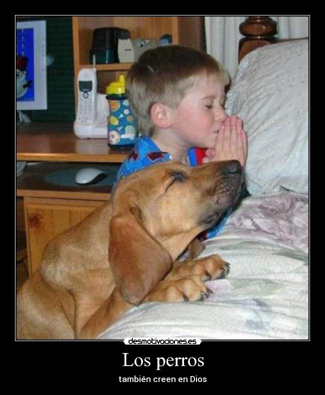 Los perros - también creen en Dios