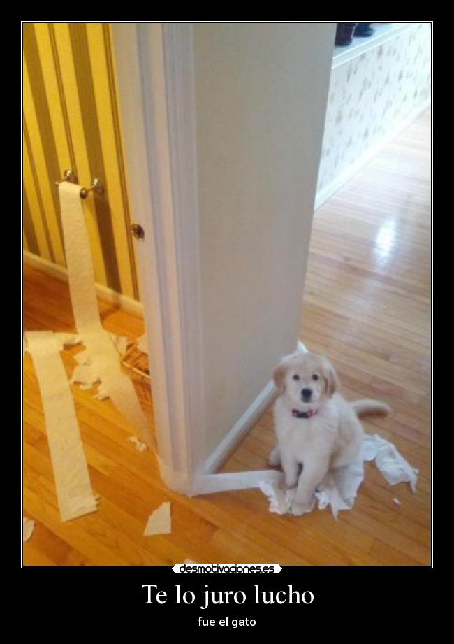 Te lo juro lucho - 