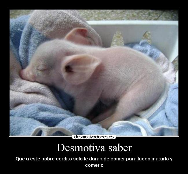 Desmotiva saber - Que a este pobre cerdito solo le daran de comer para luego matarlo y comerlo