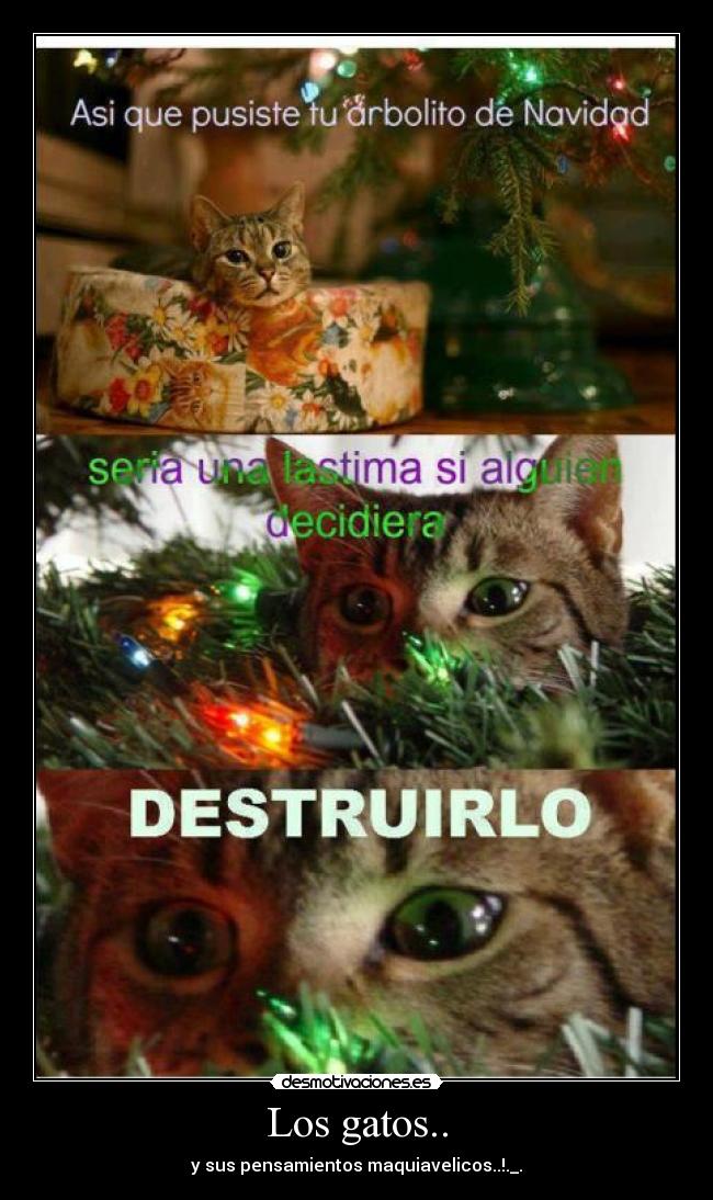 Los gatos.. -
