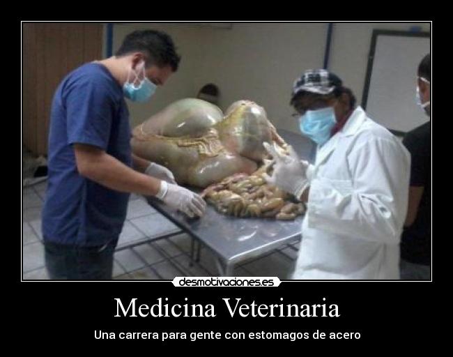 Medicina Veterinaria - Una carrera para gente con estomagos de acero