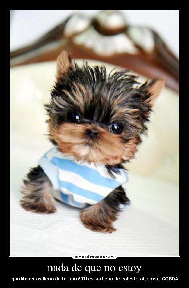 nada de que no estoy - gordito estoy lleno de ternura! TU estas lleno de colesterol ,grasa .GORDA