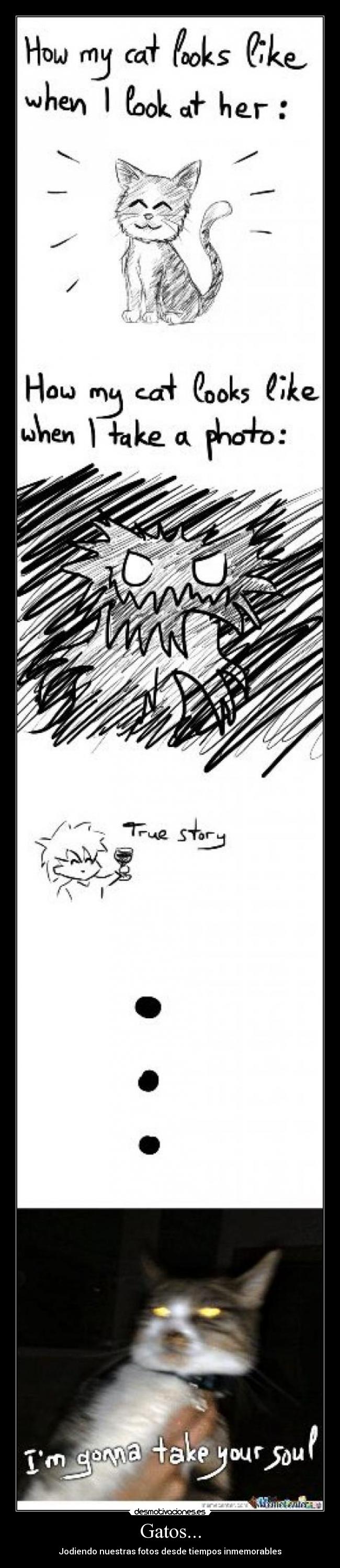 Gatos... - 