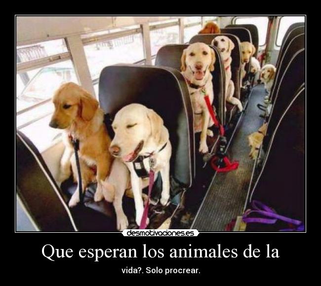 Que esperan los animales de la -