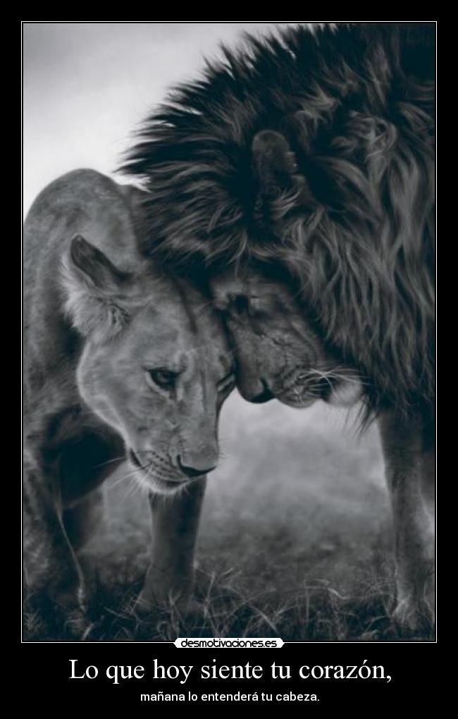 Lo que hoy siente tu corazón, - mañana lo entenderá tu cabeza.