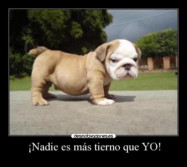 ¡Nadie es más tierno que YO! -