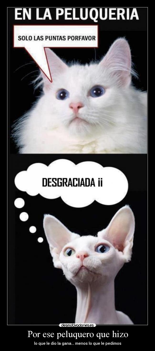 Por ese peluquero que hizo -