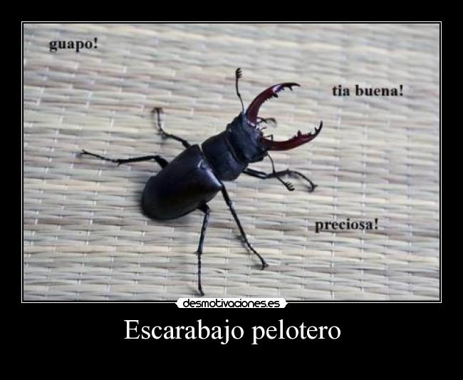 Escarabajo pelotero -