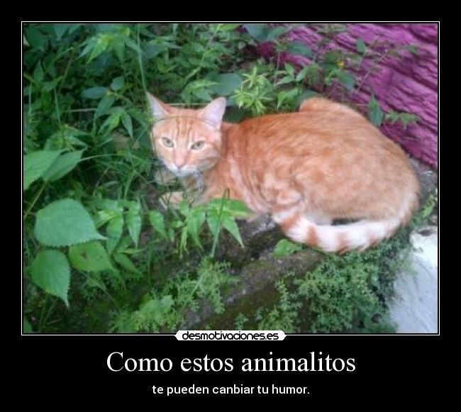 Como estos animalitos - 