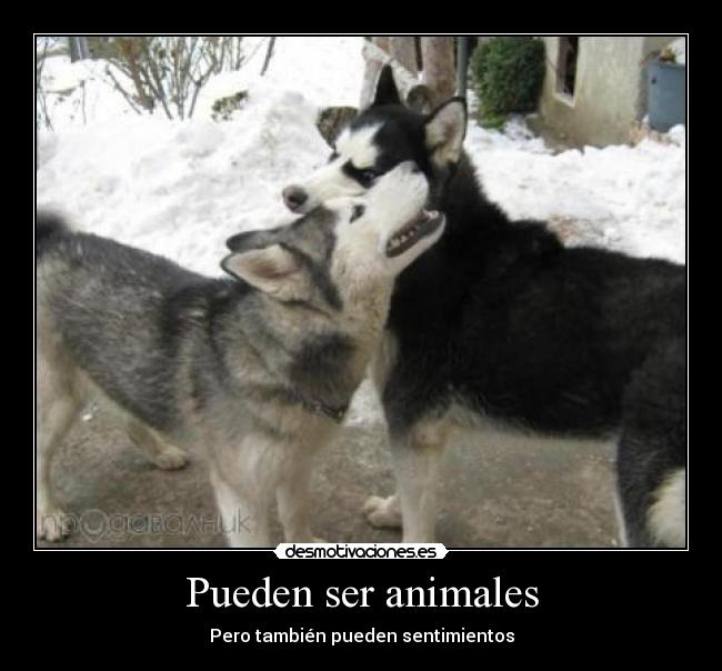 Pueden ser animales - Pero también pueden sentimientos