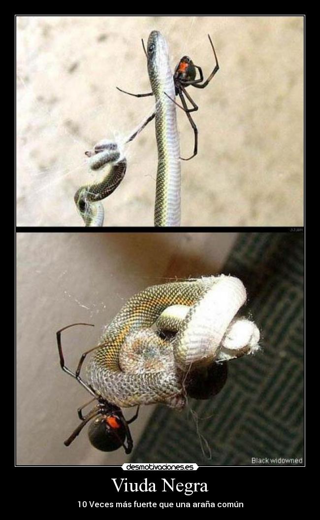 Viuda Negra - 10 Veces más fuerte que una araña común