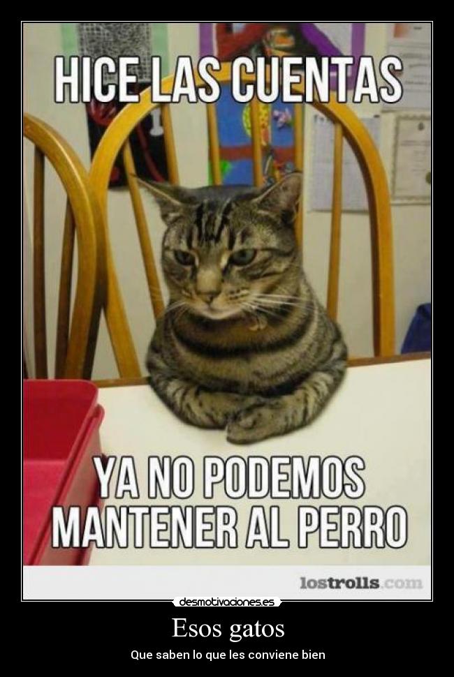 Esos gatos - Que saben lo que les conviene bien