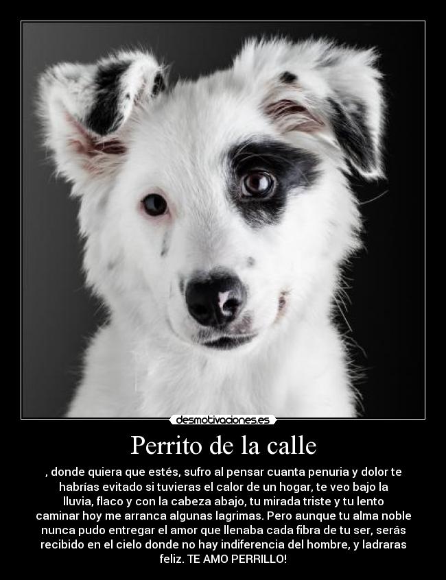 Perrito de la calle -