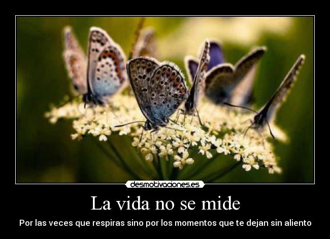 La vida no se mide - 