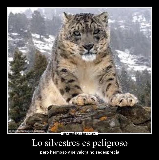 carteles oralia perez desmotivaciones