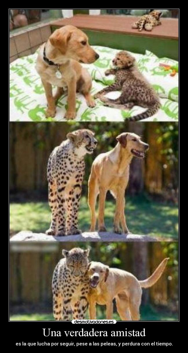 Una verdadera amistad - 