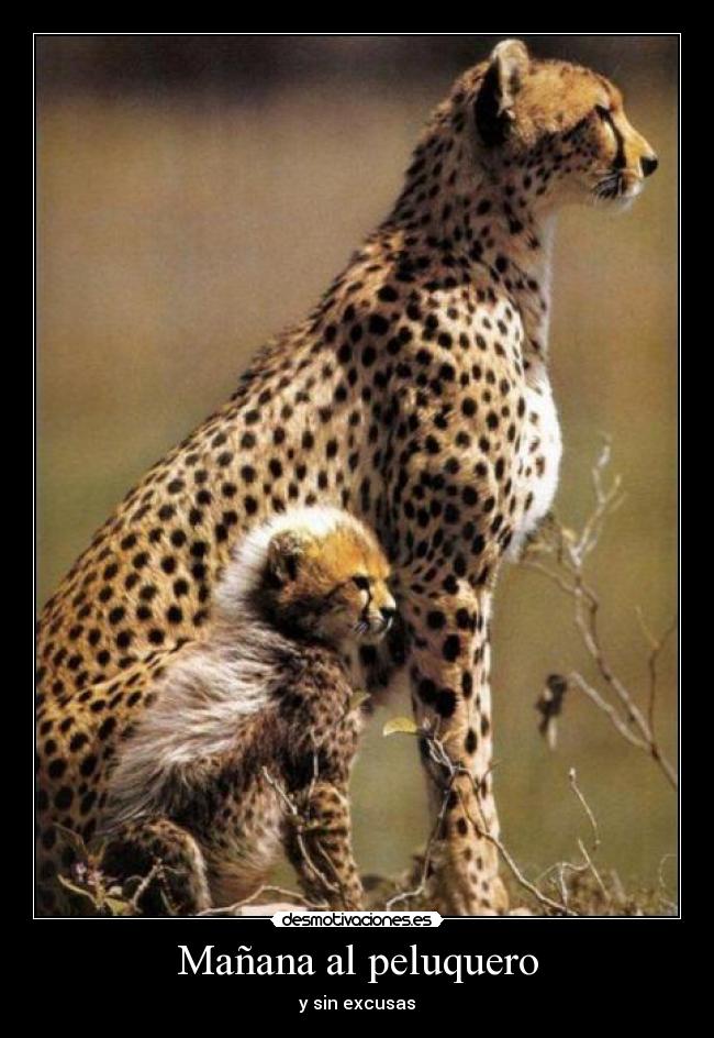 Mañana al peluquero - 