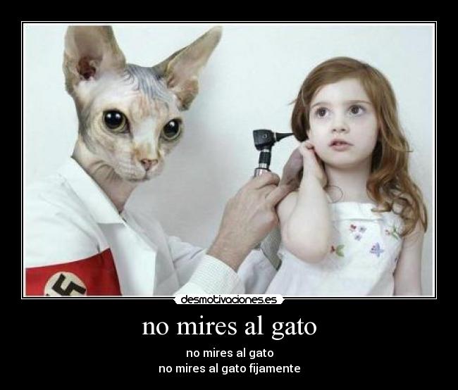 no mires al gato - no mires al gato
no mires al gato fijamente