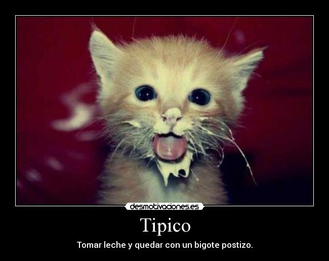 Tipico - 