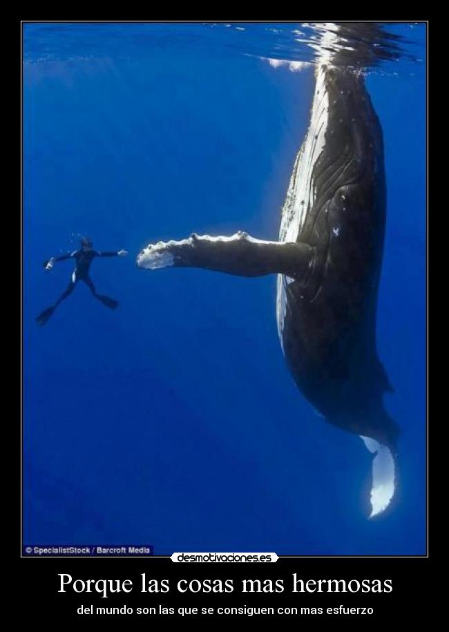 Porque las cosas mas hermosas - del mundo son las que se consiguen con mas esfuerzo